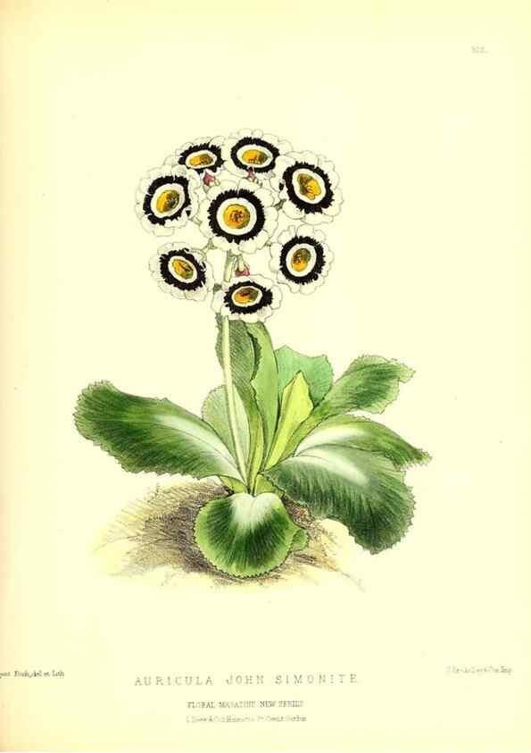 Reproducción/Reproduction 49680626887: The floral magazine;. London,L. Reeve & Co.. 