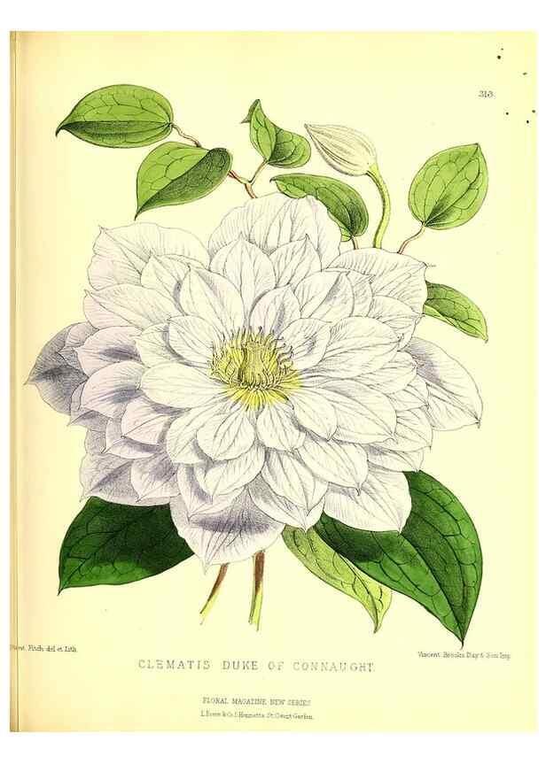 Reproducción/Reproduction 49680627177: The floral magazine;. London,L. Reeve & Co.. 