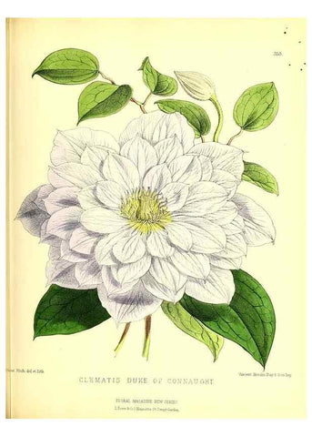 Reproducción/Reproduction 49680627177: The floral magazine;. London,L. Reeve & Co.. 