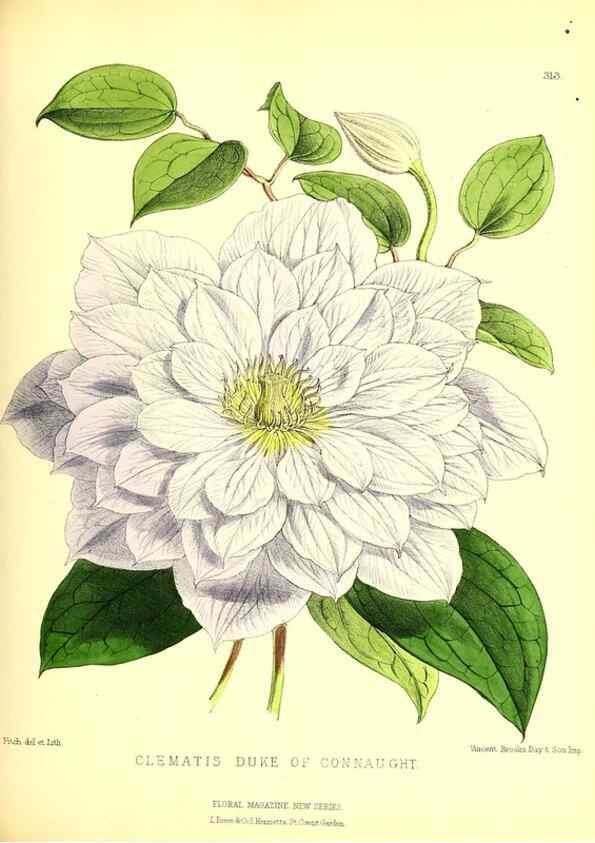Reproducción/Reproduction 49680627177: The floral magazine;. London,L. Reeve & Co.. 