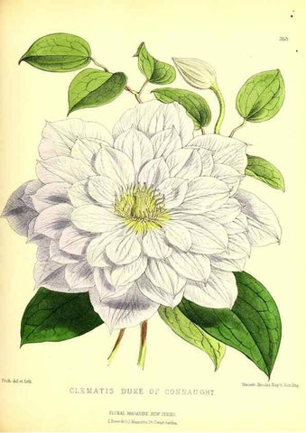 Reproducción/Reproduction 49680627177: The floral magazine;. London,L. Reeve & Co.. 
