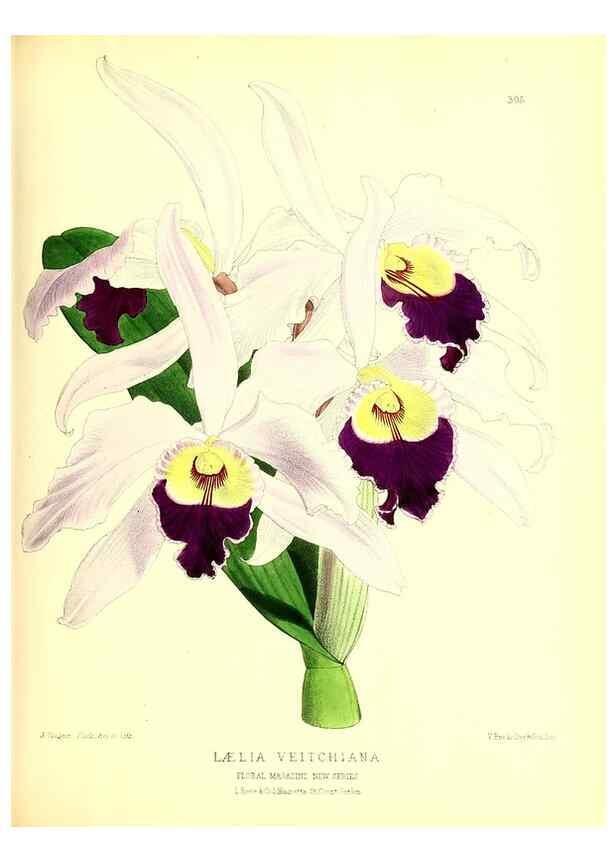 Reproducción/Reproduction 49679800618: The floral magazine;. London,L. Reeve & Co.. 