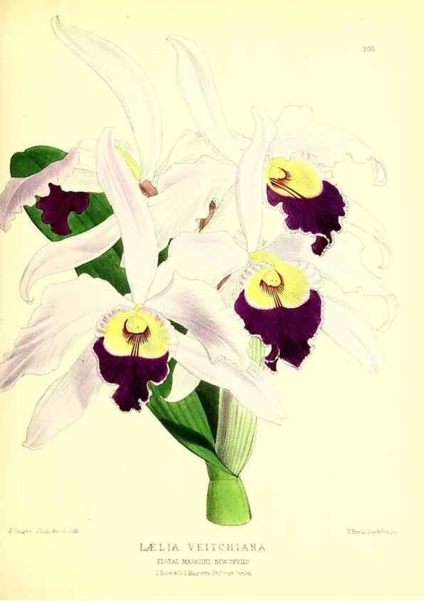 Reproducción/Reproduction 49679800618: The floral magazine;. London,L. Reeve & Co.. 