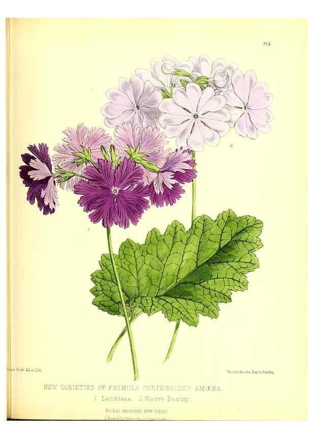 Reproducción/Reproduction 49680335101: The floral magazine;. London,L. Reeve & Co.. 