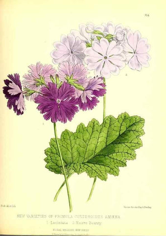 Reproducción/Reproduction 49680335101: The floral magazine;. London,L. Reeve & Co.. 