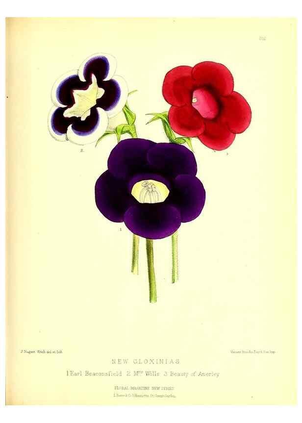 Reproducción/Reproduction 49679803553: The floral magazine;. London,L. Reeve & Co.. 