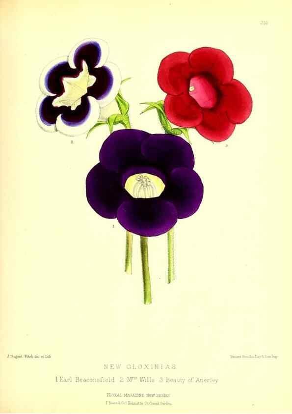 Reproducción/Reproduction 49679803553: The floral magazine;. London,L. Reeve & Co.. 