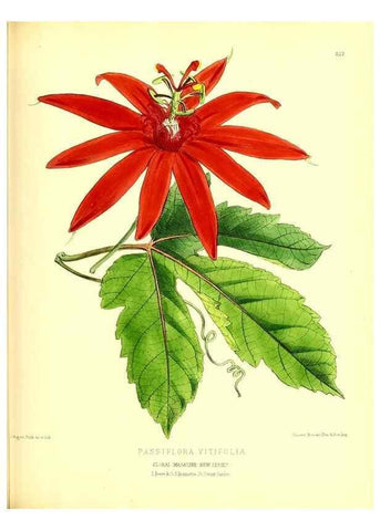 Reproducción/Reproduction 49680335961: The floral magazine;. London,L. Reeve & Co.. 