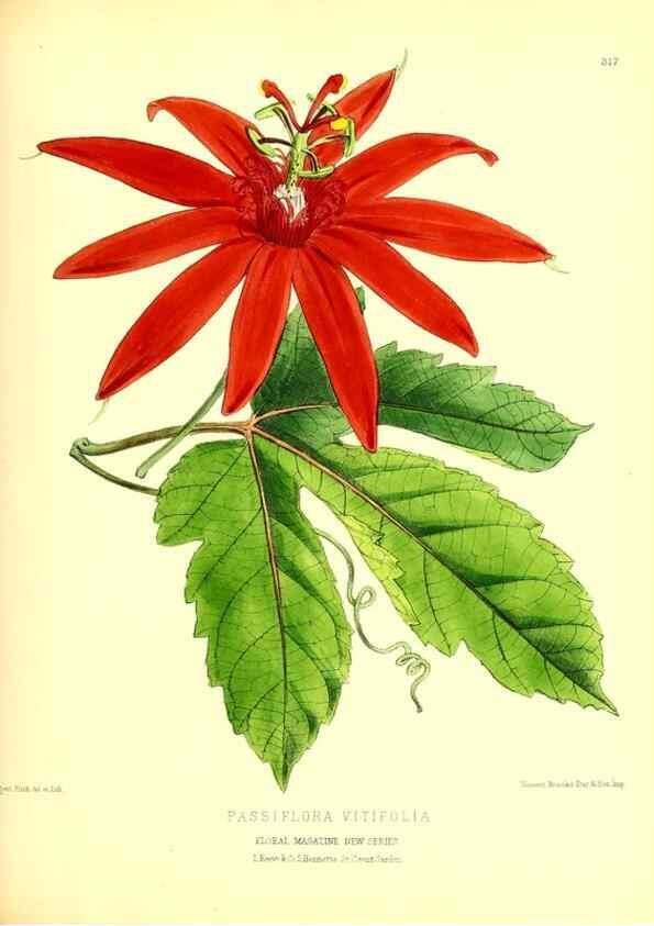 Reproducción/Reproduction 49680335961: The floral magazine;. London,L. Reeve & Co.. 