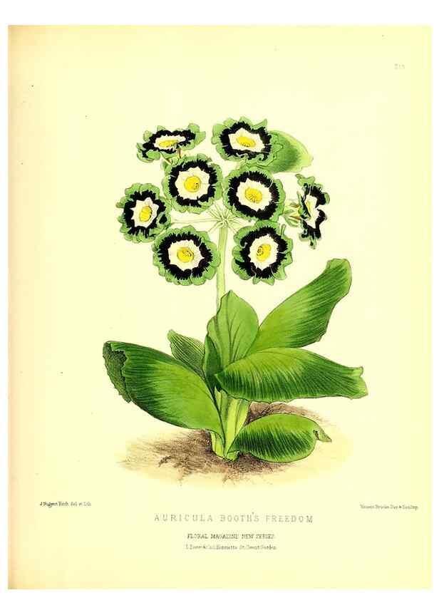 Reproducción/Reproduction 49680336281: The floral magazine;. London,L. Reeve & Co.. 