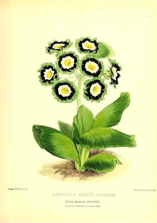 Reproducción/Reproduction 49680336281: The floral magazine;. London,L. Reeve & Co.. 
