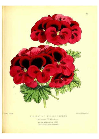 Reproducción/Reproduction 49680628862: The floral magazine;. London,L. Reeve & Co.. 