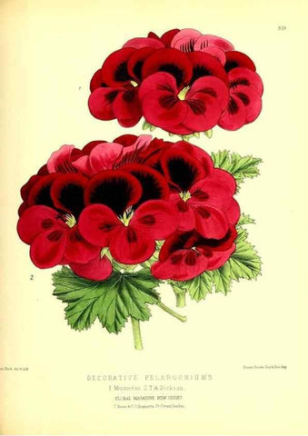 Reproducción/Reproduction 49680628862: The floral magazine;. London,L. Reeve & Co.. 