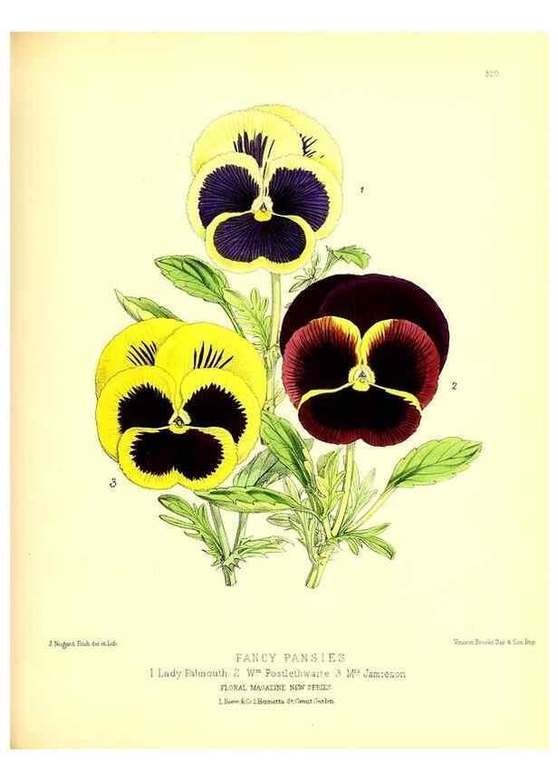 Reproducción/Reproduction 49680336841: The floral magazine;. London,L. Reeve & Co.. 
