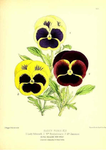 Reproducción/Reproduction 49680336841: The floral magazine;. London,L. Reeve & Co.. 