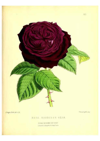 Reproducción/Reproduction 49680337131: The floral magazine;. London,L. Reeve & Co.. 