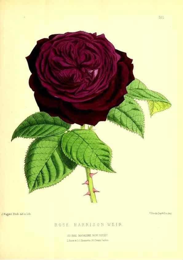 Reproducción/Reproduction 49680337131: The floral magazine;. London,L. Reeve & Co.. 