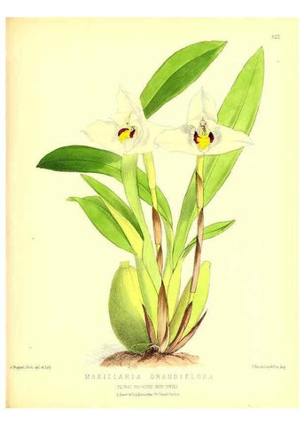Reproducción/Reproduction 49679805313: The floral magazine;. London,L. Reeve & Co.. 