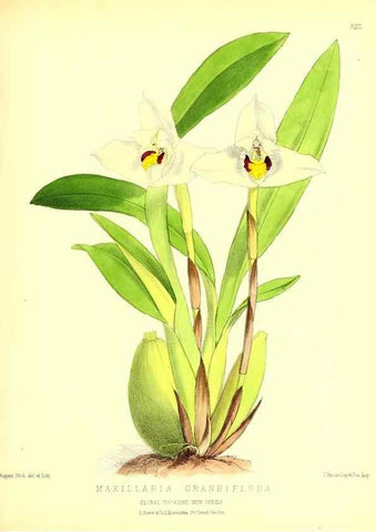 Reproducción/Reproduction 49679805313: The floral magazine;. London,L. Reeve & Co.. 