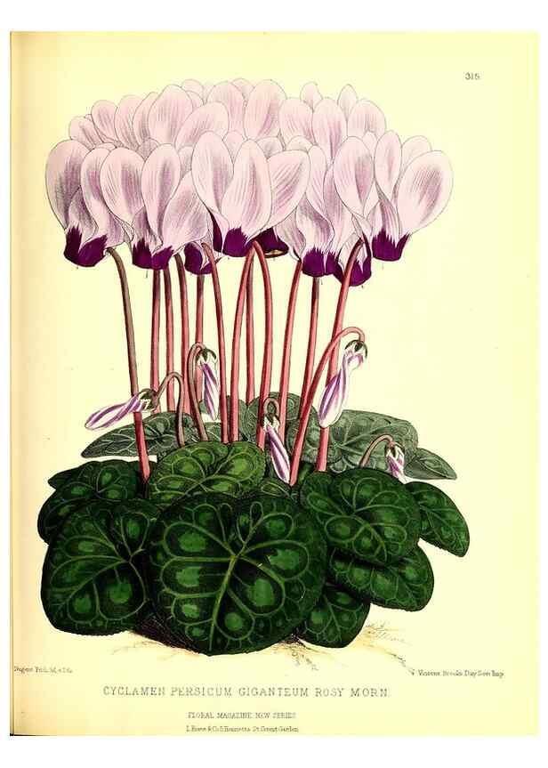 Reproducción/Reproduction 49680627662: The floral magazine;. London,L. Reeve & Co.. 