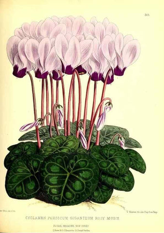 Reproducción/Reproduction 49680627662: The floral magazine;. London,L. Reeve & Co.. 