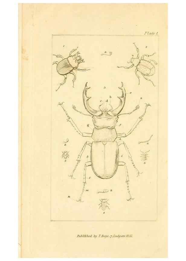 Reproducción/Reproduction 49679773918: The entomologist's useful compendium;. London,Printed for T. Boys,1819.. 