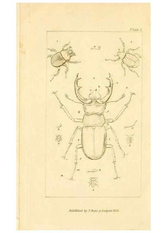 Reproducción/Reproduction 49679773918: The entomologist's useful compendium;. London,Printed for T. Boys,1819.. 