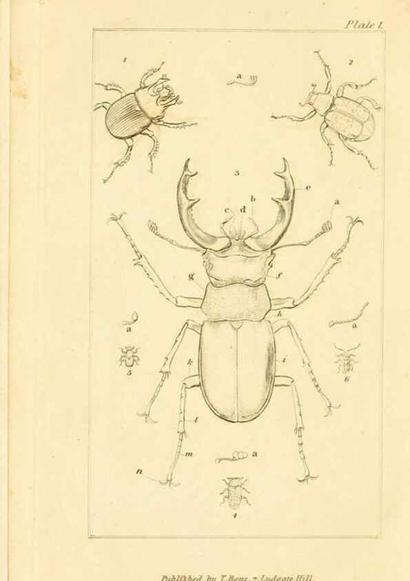 Reproducción/Reproduction 49679773918: The entomologist's useful compendium;. London,Printed for T. Boys,1819.. 