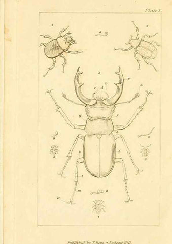 Reproducción/Reproduction 49679773918: The entomologist's useful compendium;. London,Printed for T. Boys,1819.. 