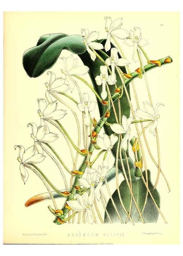 Reproducción/Reproduction 49679334203: The floral magazine;. London,L. Reeve & Co.. 