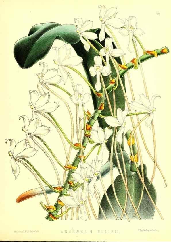 Reproducción/Reproduction 49679334203: The floral magazine;. London,L. Reeve & Co.. 