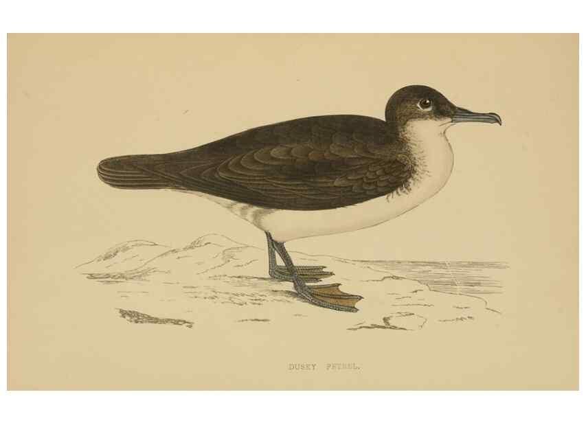 Reproducción/Reproduction 49679454536: A history of British birds.. London,Groombridge and Sons,[1862?-1867?]. 
