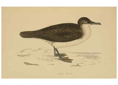 Reproducción/Reproduction 49679454536: A history of British birds.. London,Groombridge and Sons,[1862?-1867?]. 