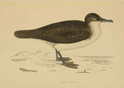 Reproducción/Reproduction 49679454536: A history of British birds.. London,Groombridge and Sons,[1862?-1867?]. 