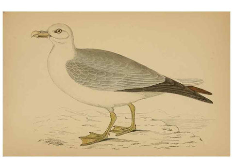 Reproducción/Reproduction 49678924178: A history of British birds.. London,Groombridge and Sons,[1862?-1867?]. 