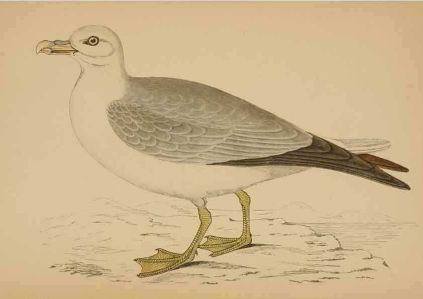 Reproducción/Reproduction 49678924178: A history of British birds.. London,Groombridge and Sons,[1862?-1867?]. 