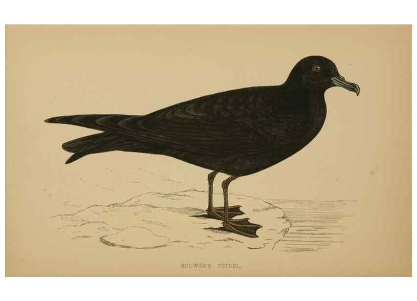 Reproducción/Reproduction 49679745372: A history of British birds.. London,Groombridge and Sons,[1862?-1867?]. 