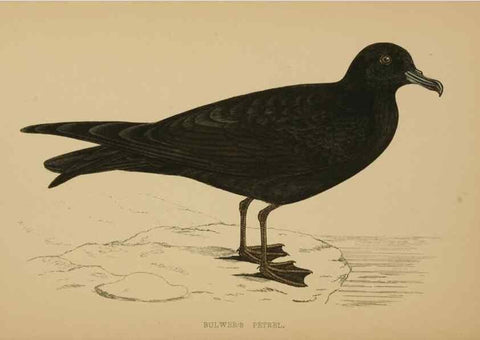 Reproducción/Reproduction 49679745372: A history of British birds.. London,Groombridge and Sons,[1862?-1867?]. 