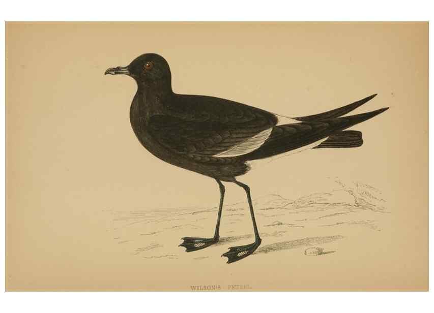 Reproducción/Reproduction 49679745617: A history of British birds.. London,Groombridge and Sons,[1862?-1867?]. 