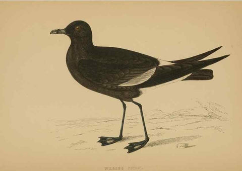 Reproducción/Reproduction 49679745617: A history of British birds.. London,Groombridge and Sons,[1862?-1867?]. 