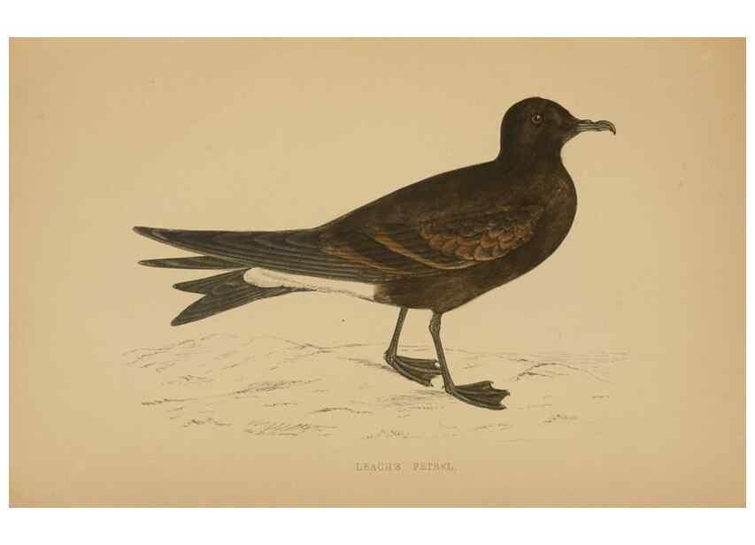 Reproducción/Reproduction 49679455641: A history of British birds.. London,Groombridge and Sons,[1862?-1867?]. 