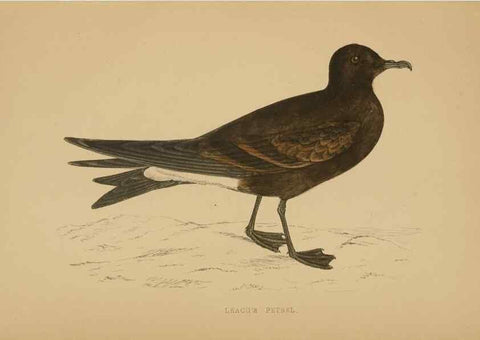 Reproducción/Reproduction 49679455641: A history of British birds.. London,Groombridge and Sons,[1862?-1867?]. 