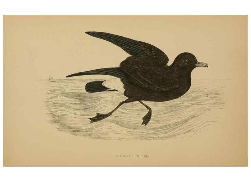 Reproducción/Reproduction 49678925098: A history of British birds.. London,Groombridge and Sons,[1862?-1867?]. 