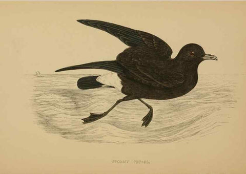 Reproducción/Reproduction 49678925098: A history of British birds.. London,Groombridge and Sons,[1862?-1867?]. 