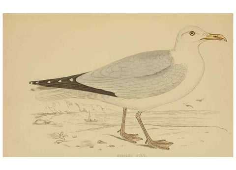 Reproducción/Reproduction 49679780377: A history of British birds.. London,Groombridge and Sons,[1862?-1867?]. 