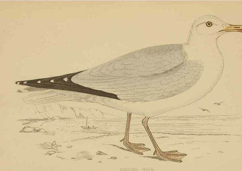 Reproducción/Reproduction 49679780377: A history of British birds.. London,Groombridge and Sons,[1862?-1867?]. 