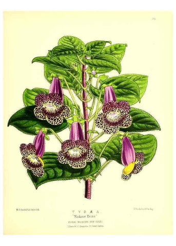 Reproducción/Reproduction 49679324053: The floral magazine;. London,L. Reeve & Co.. 