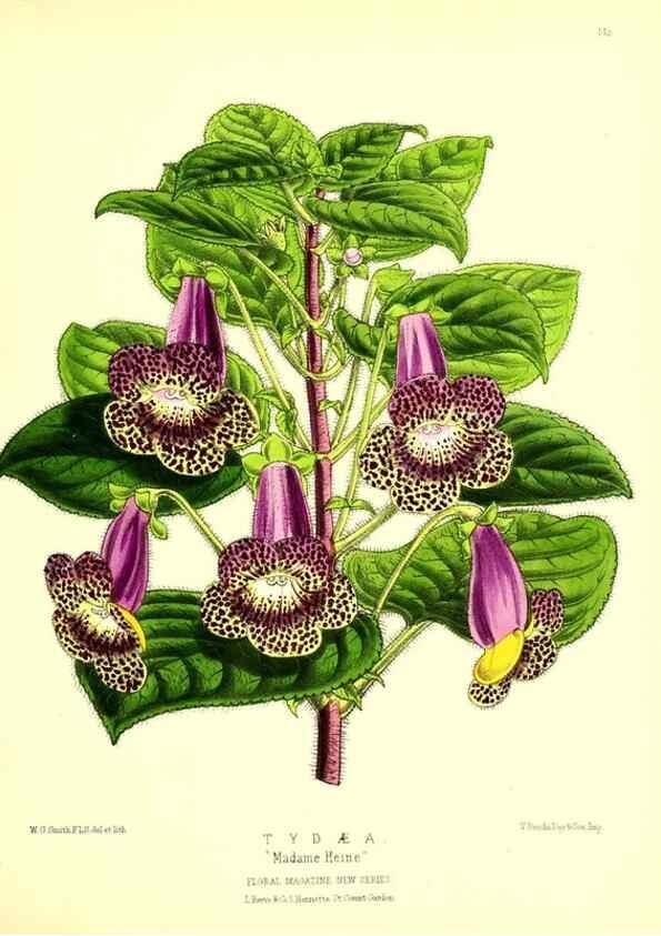 Reproducción/Reproduction 49679324053: The floral magazine;. London,L. Reeve & Co.. 