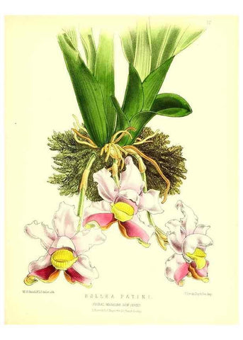 Reproducción/Reproduction 49679324568: The floral magazine;. London,L. Reeve & Co.. 