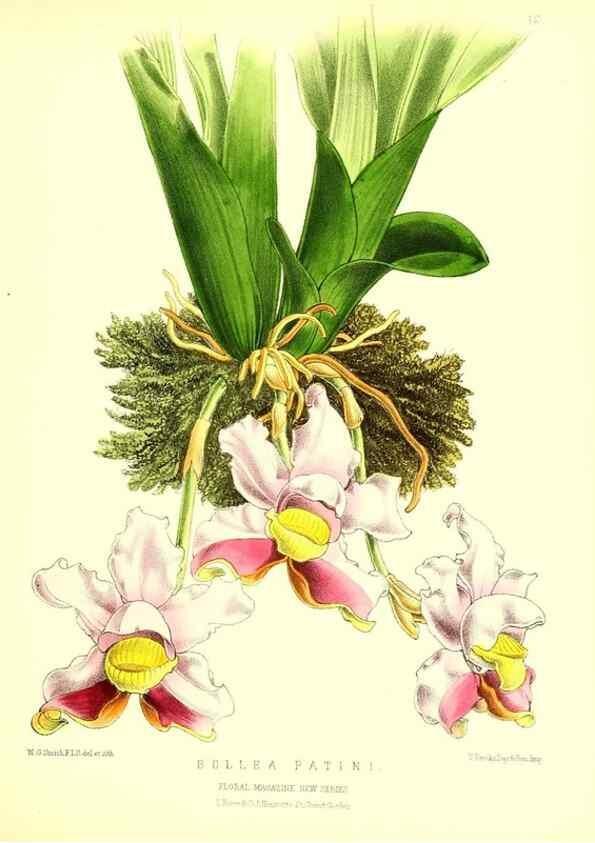 Reproducción/Reproduction 49679324568: The floral magazine;. London,L. Reeve & Co.. 